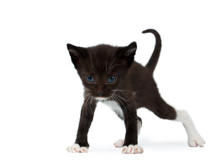 Cute Black Chocolate Kitten on White