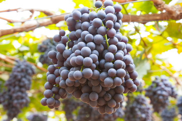 Bunche of blue grapes on vine