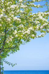 Baum an der Ostsee