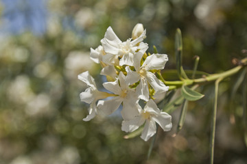 Oleander auf Nisyros