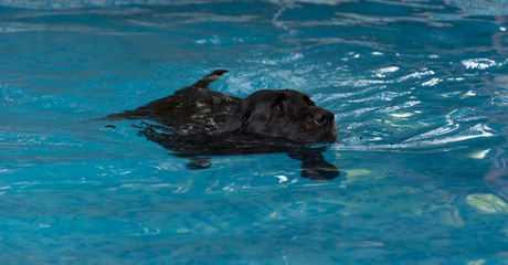 Fototapeta premium dog swimming in the pool