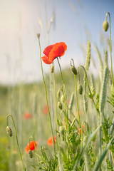 Naklejka premium poppy on a meadow