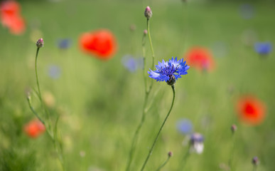 cornflower