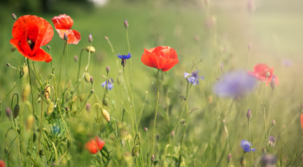 poppy on a meadow