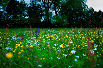 Wildblumenwiesen