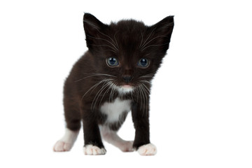 Fototapeta na wymiar Cute Black Chocolate Kitten on White