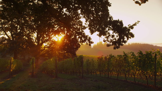 Sun shines through oak tree in vineyard at sunrise
