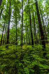 Obraz premium Zhongshan Park Shanghai