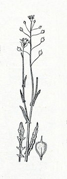 False flax (Camelina alyssum)