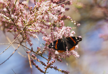 Admiral butterfly on blooming salt cedar