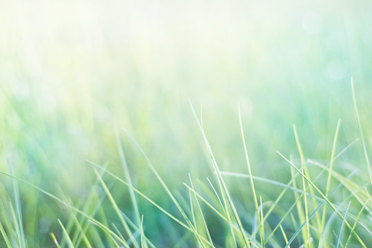 Grass And Natural Green Pastel Background 