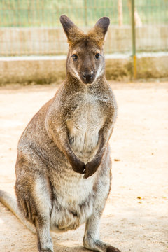 Kangaroo
