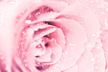 selective focus of close up sweet pink rose flower with droplet