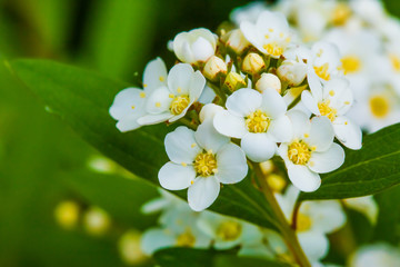 Spiraea cantoniensis
