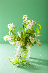 bird-cherry blossom in vase over green background