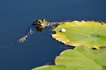 Wasserfrosch im Seerosenteich