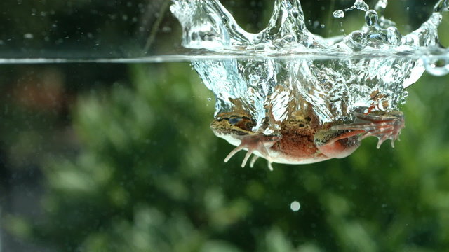 Frog splashing into water, slow motion