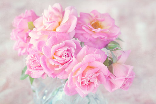 Beautiful fresh pink roses on a light background.
