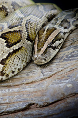 Close-up photo of burmese python (Python molurus bivittatus) iso