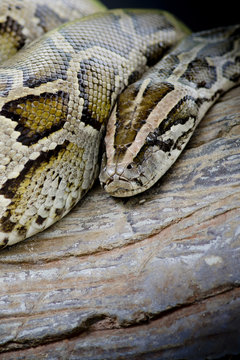 Close-up photo of burmese python (Python molurus bivittatus) iso