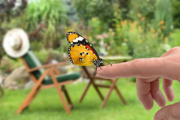 Schmetterling 159