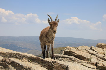 Steinböcke in der spanischen Sierra de Gredos