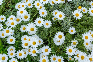 Spring daisies close up background