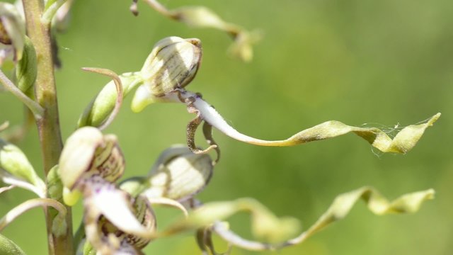 Bocks-Riemenzunge,Himantoglossum hircinum,Orchidee der Schw&auml;bischen Alb
