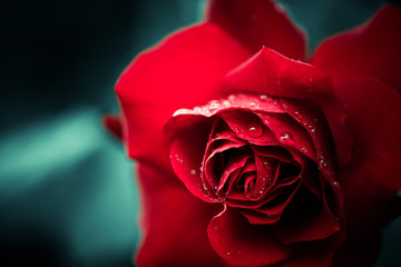 fresh red rose bud closeup at abstract background