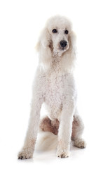 standard poodle