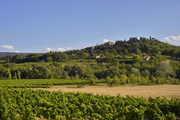 Fototapeta na wymiar Les vignobles au pied du village médiéval de Goult (84220) perché sur sa colline, département du Vaucluse en région Provence-Alpes-Côte d'Azur, France