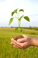 Man hands holding a plant. ecology concept