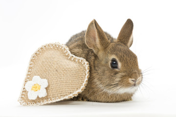 Kaninchen mit Herz