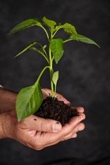 Man hands holding a plant. ecology concept