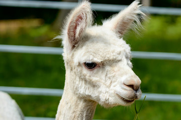 Obraz premium Alpaca