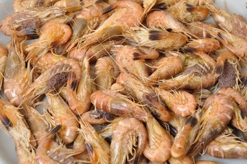 Common Shrimp