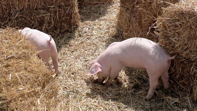 Piglets, Playful Young Pig Animals on Farm