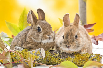 Kaninchen im Laub