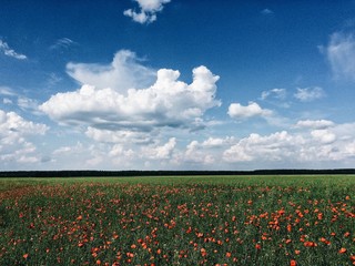 poppy field