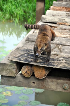 Coati