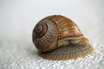 Weinbergschnecke an der Wand
