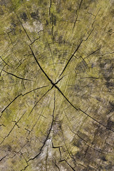 Extremely detailed cross section of a tree trunk, image suitable for background use.
