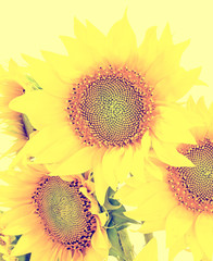 Yellow sunflowers close up, isolated, bouquet