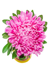 Purple chrysanthemum flower close up, isolated