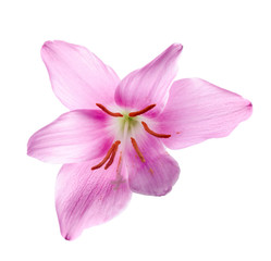 Fototapeta na wymiar Pink-purple Zephyranthes flower, fairy lily, rainflower