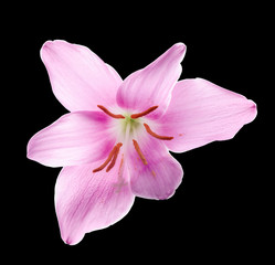 Pink-purple Zephyranthes flower, fairy lily, rainflower