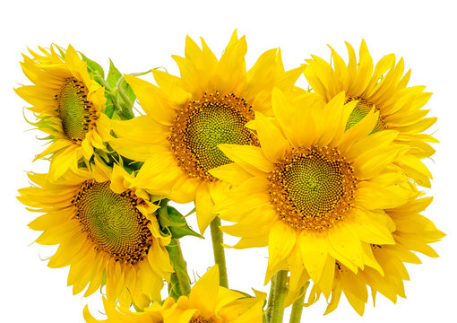 Yellow sunflowers, close up, isolated, bouquet, floral arrangement
