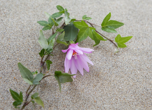 fleure rose sur banc de sable
