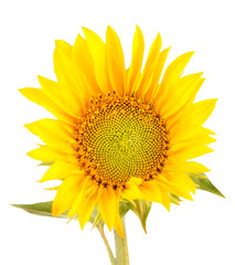 Yellow sunflowers, close up, isolated, bouquet, floral arrangement