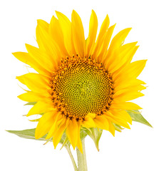 Fototapeta premium Yellow sunflowers, close up, isolated, bouquet, floral arrangement